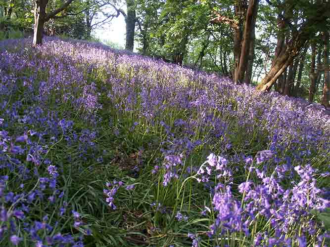 08-Hill-Fort-Bluebells-1