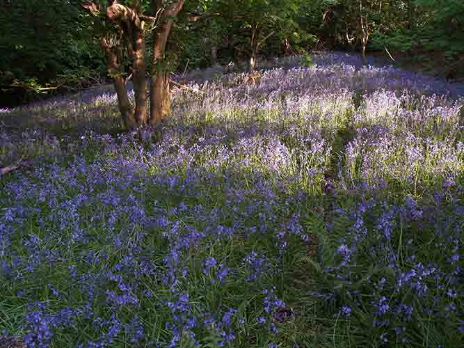 08-Hill-Fort-Bluebells-2