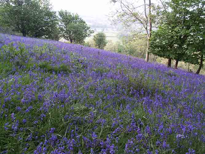 08-Hill-Fort-Bluebells-3
