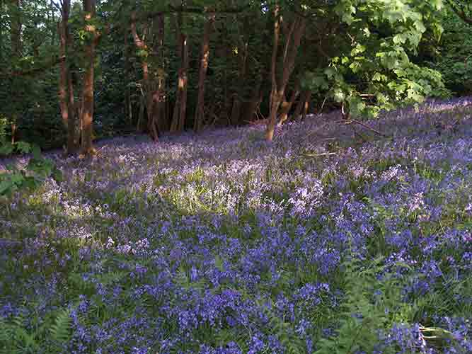08-Hill-Fort-Bluebells-4