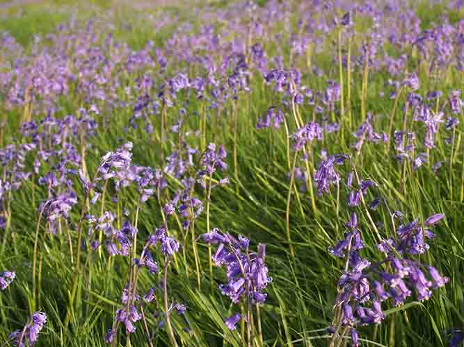 08-Hill-Fort-Bluebells-5