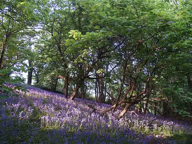 08-Hill-Fort-Bluebells-6