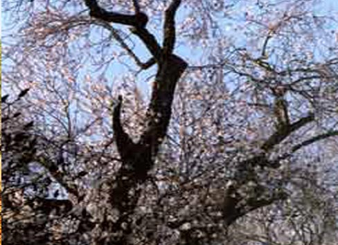 03-Blossom+Soil-5-Sky