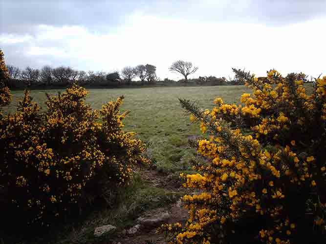 05-Low-Mist&Gorseflower-1
