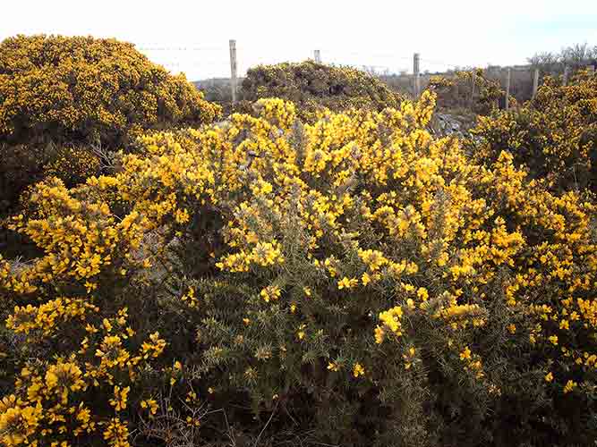 05-Low-Mist&Gorseflower-2