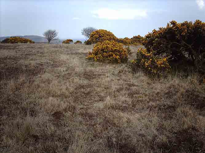 05-Low-Mist&Gorseflower-3