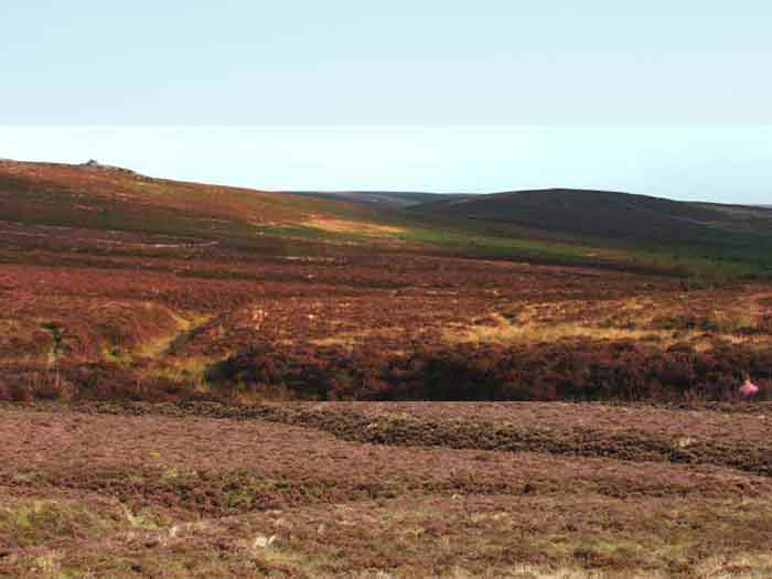 05-Purple-Heather-Challacombe-0