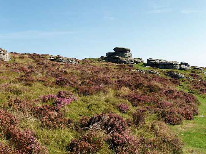 05-Purple-Heather-Challacombe-4