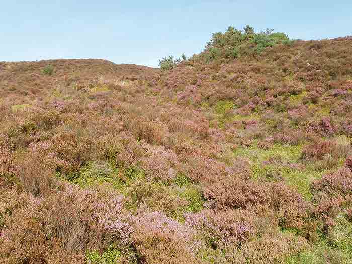 05-Purple-Heather-Challacombe-5