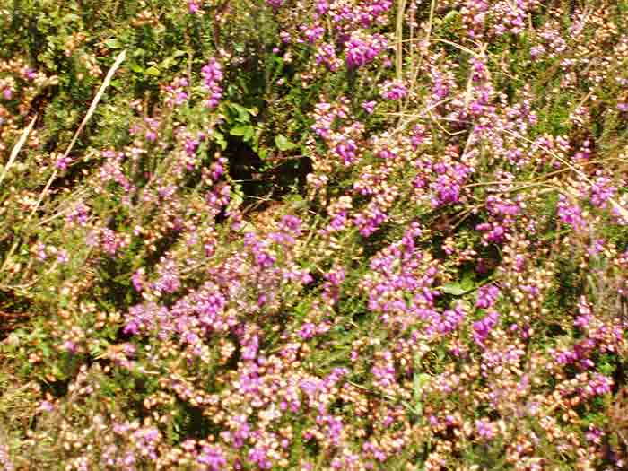 05-Purple-Heather-Challacombe-6
