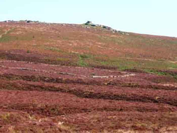 05-Purple-Heather-Challacombe-6c