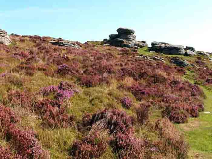 05-Purple-Heather-Challacombe-7