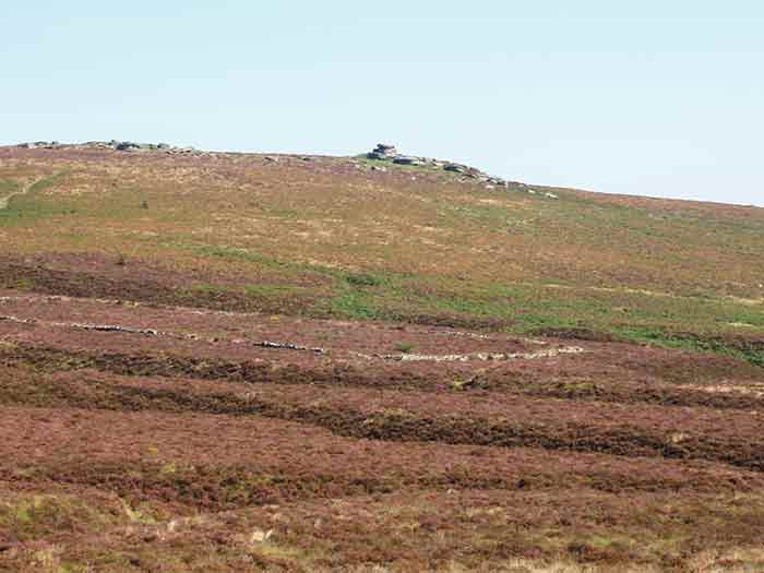 05-Purple-Heather-Challacombe-8