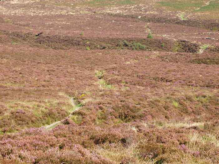05-Purple-Heather-Challacombe-9
