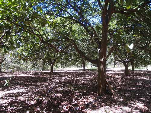 08-Oranges-DryGrass-1