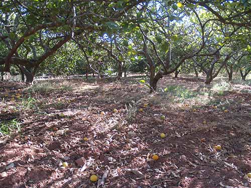 08-Oranges-DryGrass-5