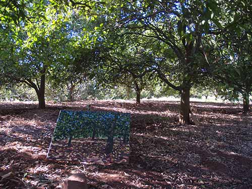 08-Oranges-DryGrass-8