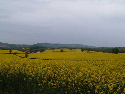08-RainyRapeseed-1