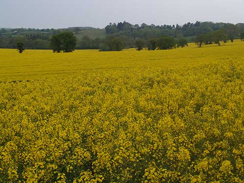 08-RainyRapeseed-2