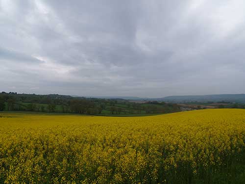 08-RainyRapeseed-4