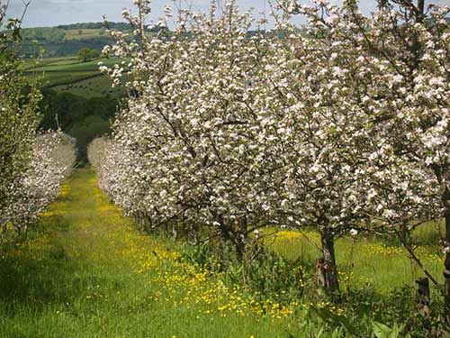 09-BlossomButtercups1-1