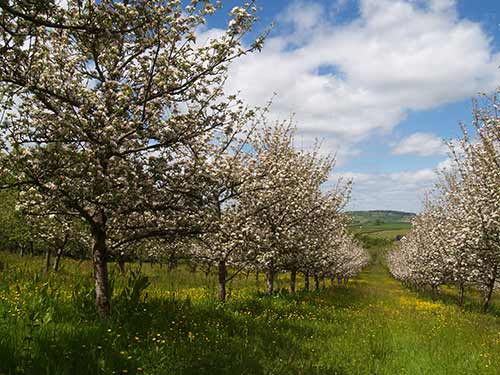 09-BlossomButtercups1-2