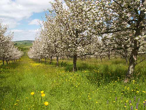 09-BlossomButtercups1-3