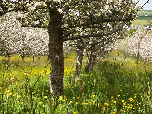 09-BlossomButtercups1-4