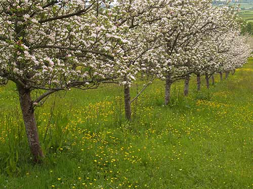 09-BlossomButtercups1-5