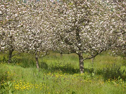 09-BlossomButtercups2&3-1