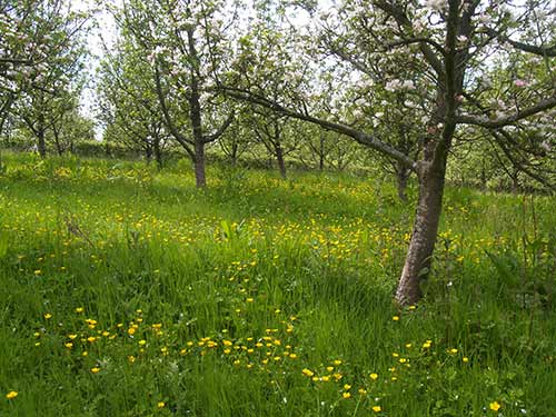 09-BlossomButtercups2&3-2