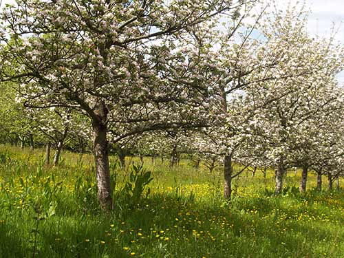 09-BlossomButtercups2&3-3