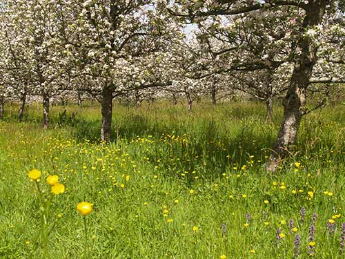 09-BlossomButtercups2&3-4