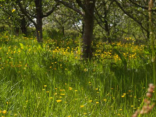 09-BlossomButtercups2&3-5