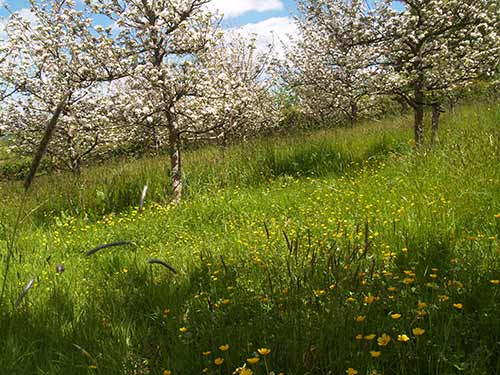 09-BlossomButtercups2&3-7