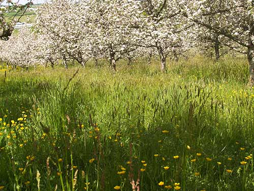 09-BlossomButtercups2&3-8