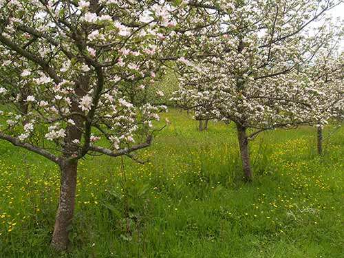 09-BlossomButtercups2&3-9