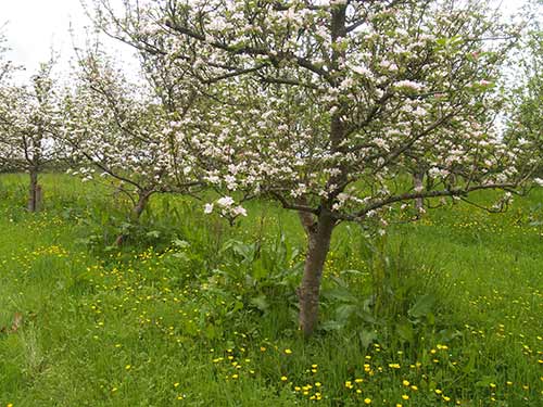 09-BlossomButtercups2&3-99