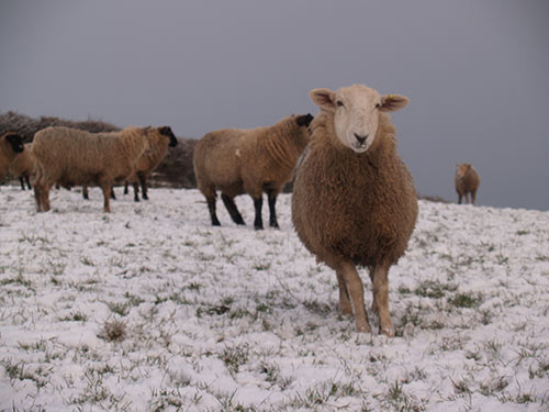 09-SnowSunset-ChippleHill-02