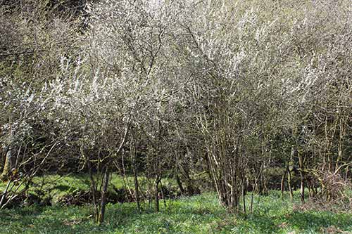 13-Blackthorn&Bluebells-1