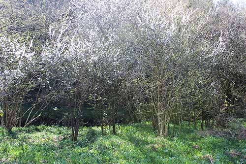 13-Blackthorn&Bluebells-2