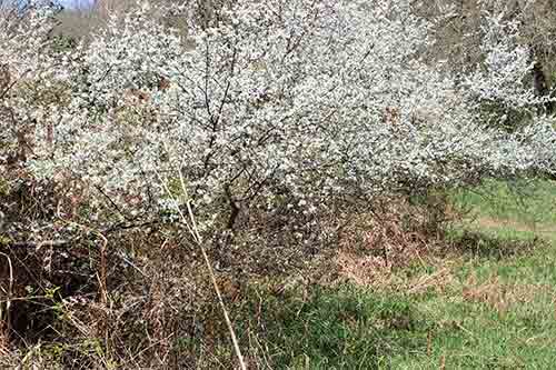 13-Blackthorn&Bracken-01