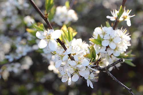 13-Blackthorn&Bracken-02