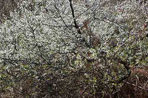 13-Blackthorn&Bracken-03