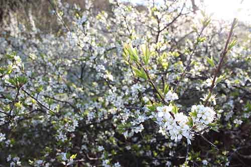 13-Blackthorn&Bracken-04