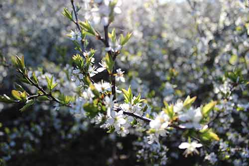 13-Blackthorn&Bracken-08