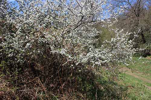 13-Blackthorn&Bracken-09