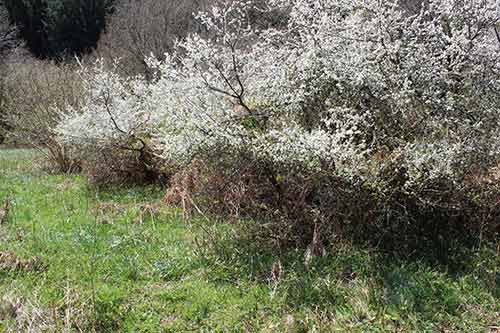 13-Blackthorn&Bracken-11