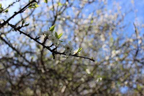 13-Blackthorn&Bracken-12