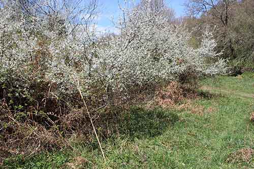 13-Blackthorn&Bracken-15